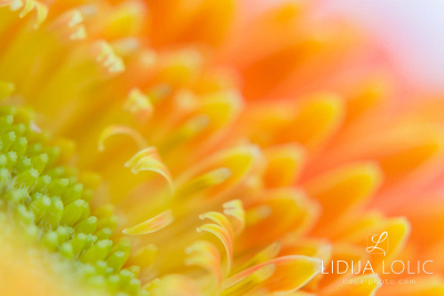 fotografije-cvijeca-macro-closeup-005