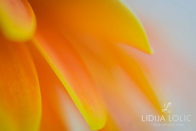 fotografije-cvijeca-macro-closeup-006