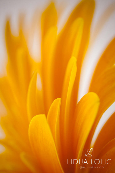 fotografije-cvijeca-macro-closeup-007