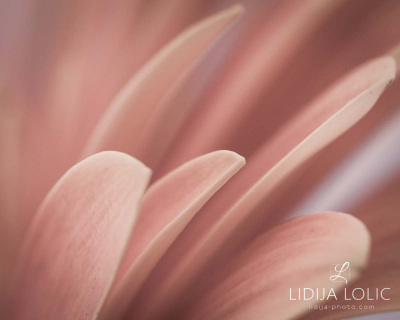 fotografije-cvijeca-macro-closeup-008-2