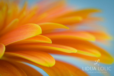 fotografije-cvijeca-macro-closeup-008