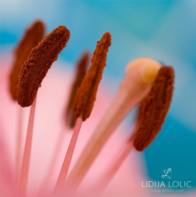 fotografije-cvijeca-macro-closeup-009