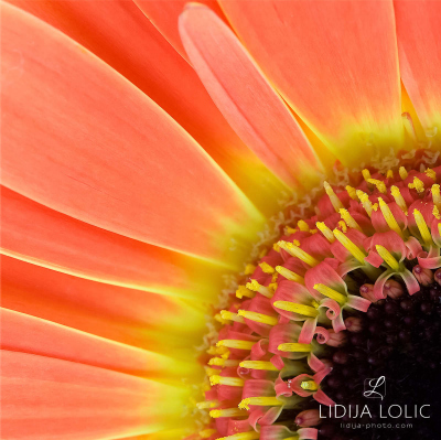 fotografije-cvijeca-macro-closeup-014