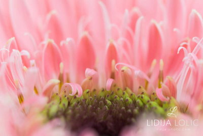 fotografije-cvijeca-macro-closeup-018