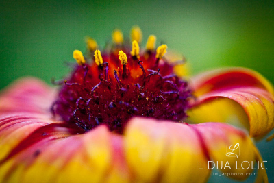 fotografije-cvijeca-macro-closeup-028