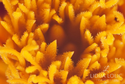 fotografije-cvijeca-macro-closeup-033