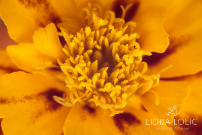 fotografije-cvijeca-macro-closeup-034