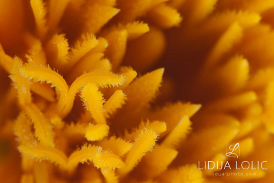 fotografije-cvijeca-macro-closeup-035