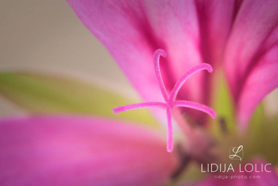 fotografije-cvijeca-macro-closeup-036