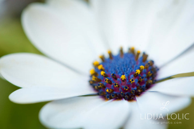 fotografije-cvijeca-macro-closeup-037