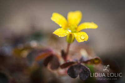 fotografije-cvijeca-macro-closeup-039