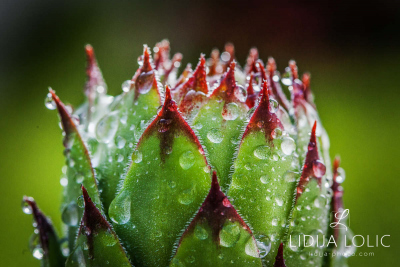 fotografije-cvijeca-macro-closeup-047
