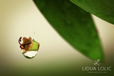 fotografije-cvijeca-macro-closeup-048