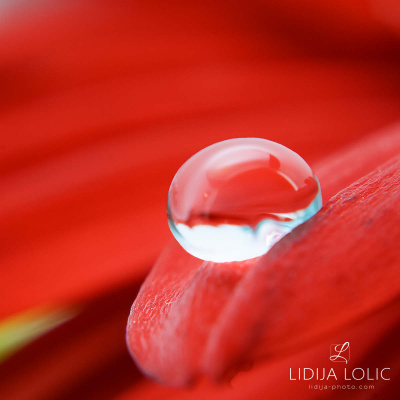 fotografije-cvijece-kapljice-macro-003