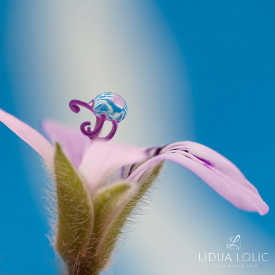 fotografije-cvijece-kapljice-macro-005