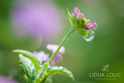 fotografije-cvijece-kapljice-macro-008