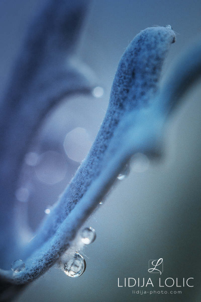 fotografije-cvijece-kapljice-macro-010