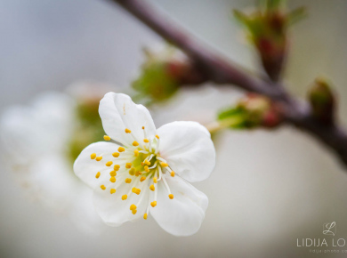 proljetno-cvijece-02