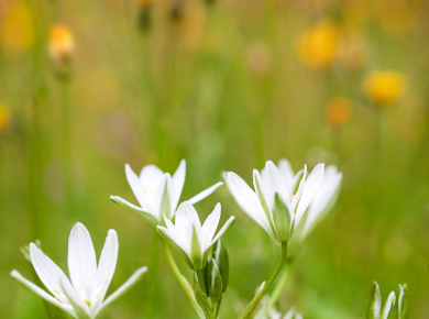 proljetno-cvijece-03