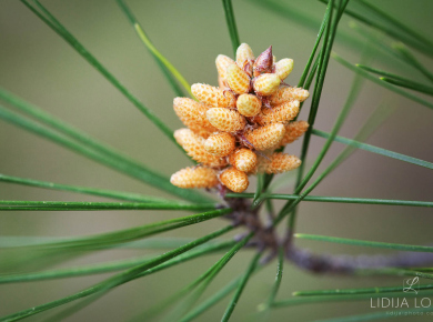 proljetno-cvijece-04