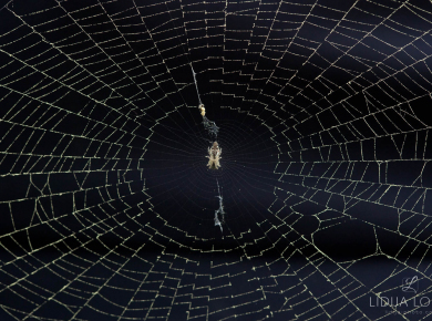 proljetno-cvijece-05