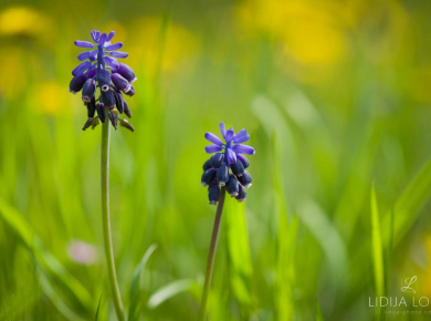 proljetno-cvijece-09