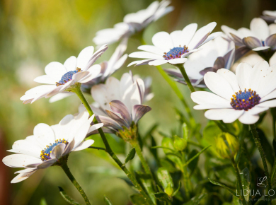 proljetno-cvijece-10