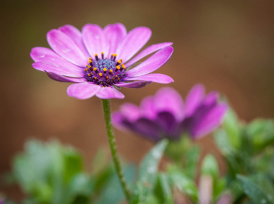 proljetno-cvijece-11