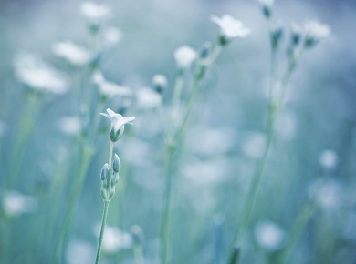 proljetno-cvijece-13