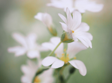 proljetno-cvijece-14