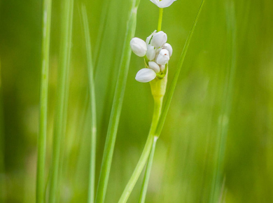 proljetno-cvijece-15