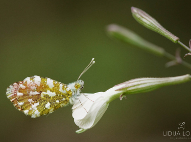 proljetno-cvijece-16