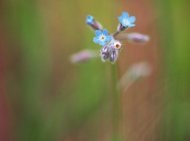 proljetno-cvijece-17