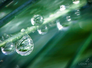flowers-and-plants-with-water-drops-01