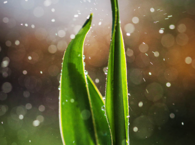 flowers-and-plants-with-water-drops-02