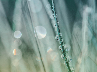 flowers-and-plants-with-water-drops-03