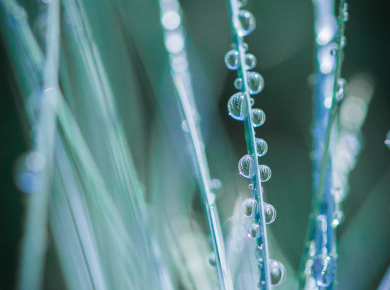 flowers-and-plants-with-water-drops-04