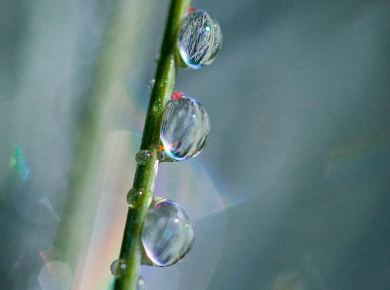 flowers-and-plants-with-water-drops-05