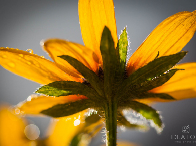 flowers-and-plants-with-water-drops-06