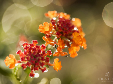 flowers-and-plants-with-water-drops-07