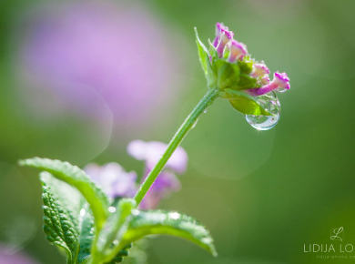 flowers-and-plants-with-water-drops-08