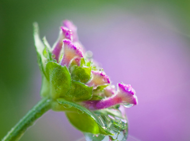 flowers-and-plants-with-water-drops-09