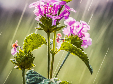 flowers-and-plants-with-water-drops-10