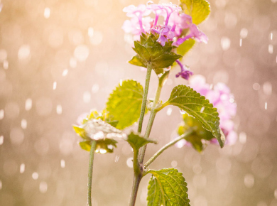 flowers-and-plants-with-water-drops-11