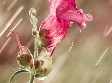 flowers-and-plants-with-water-drops-12