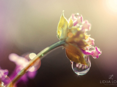 flowers-and-plants-with-water-drops-15