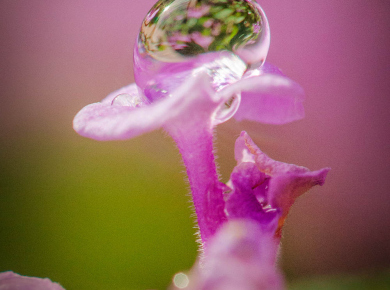 flowers-and-plants-with-water-drops-16