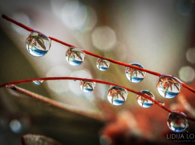 flowers-and-plants-with-water-drops-17