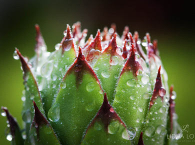 flowers-and-plants-with-water-drops-18