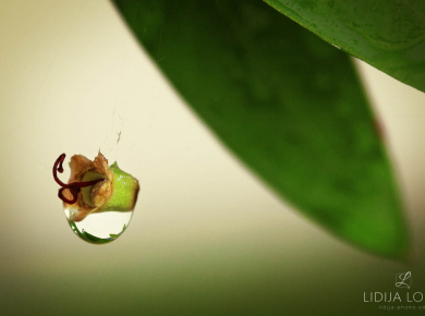 flowers-and-plants-with-water-drops-19